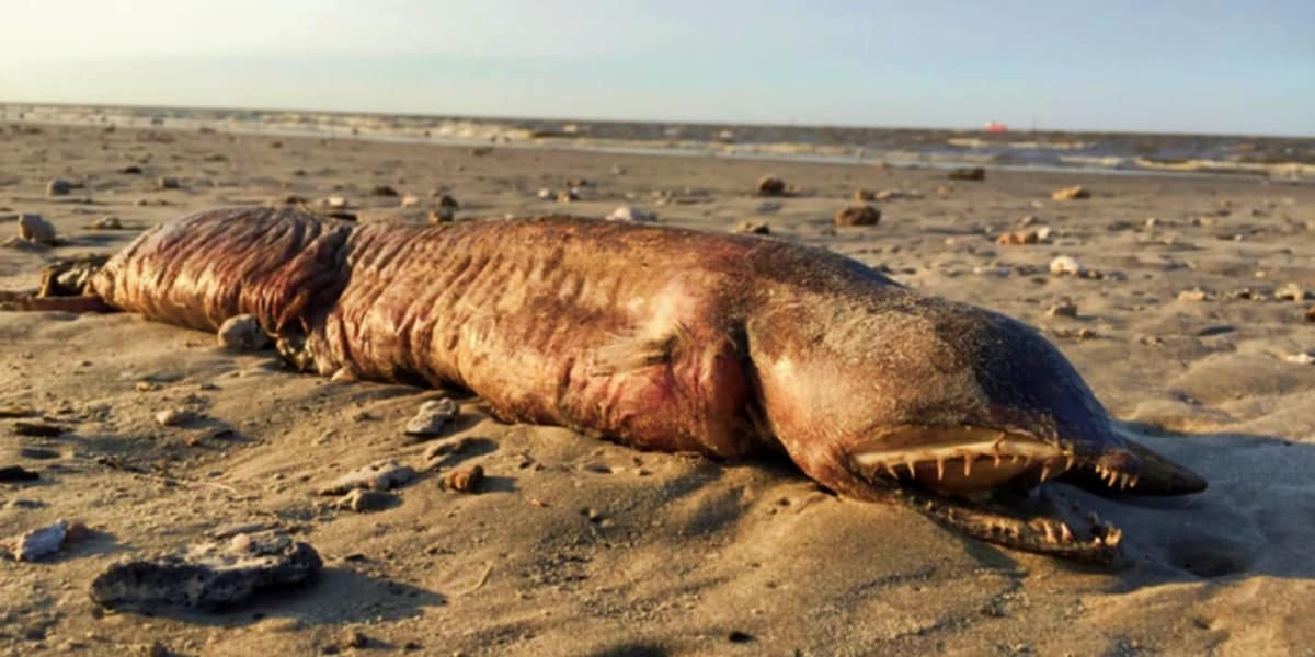 35 Nightmare Sea Monsters