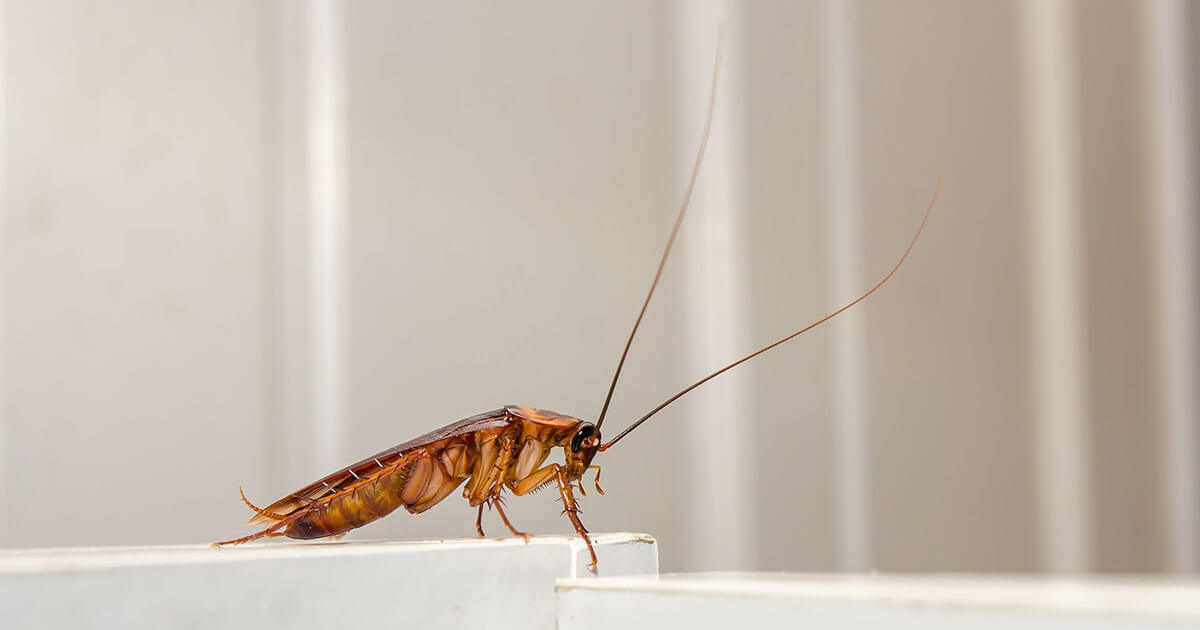 Cockroaches Are Now Immune to Insecticides, Making Them A Superbug