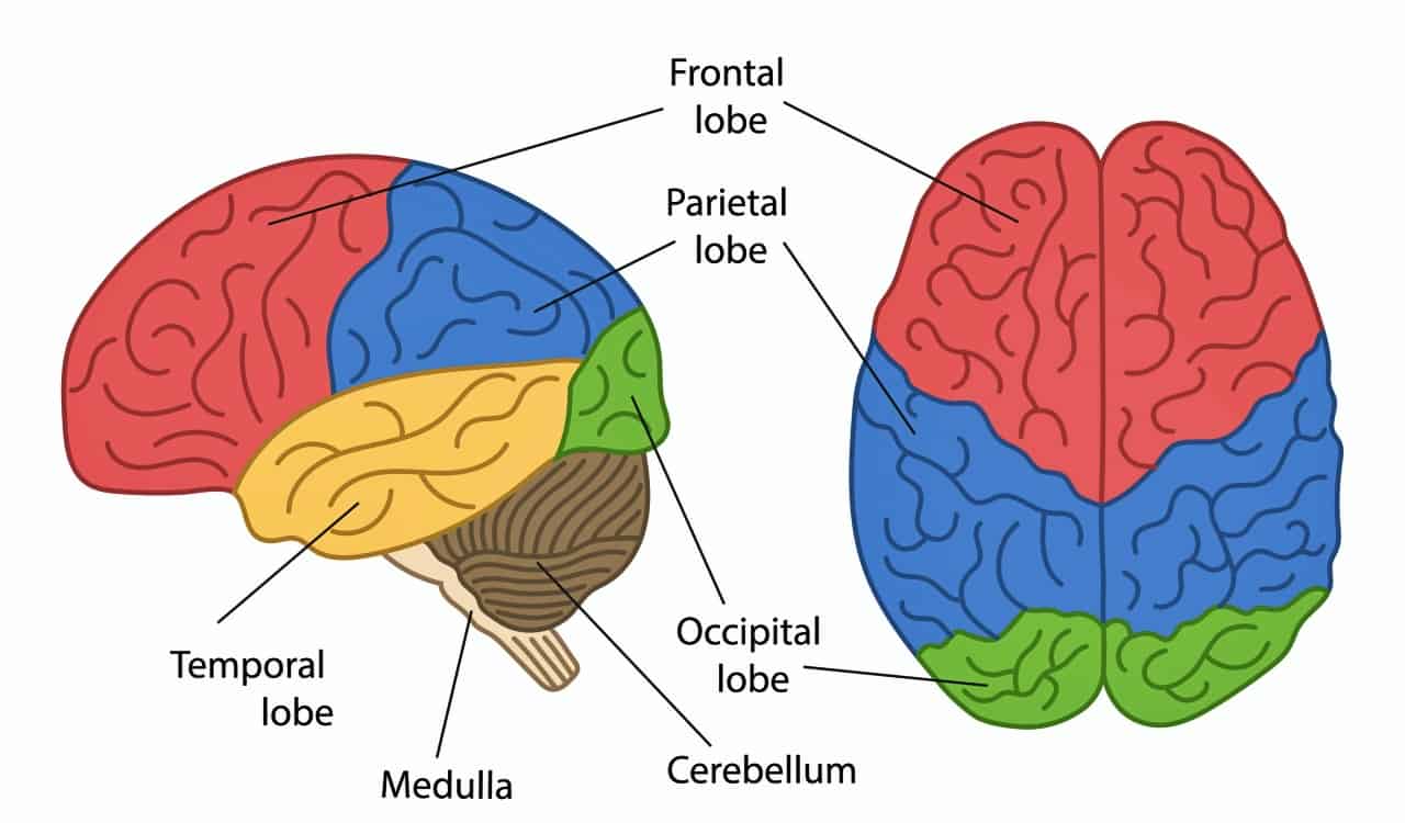 The Human Brain Explained So A 5 Year Old Could Understand