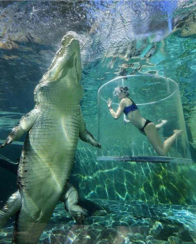 Why Saltwater Crocodiles Are The Scariest Reptile Alive