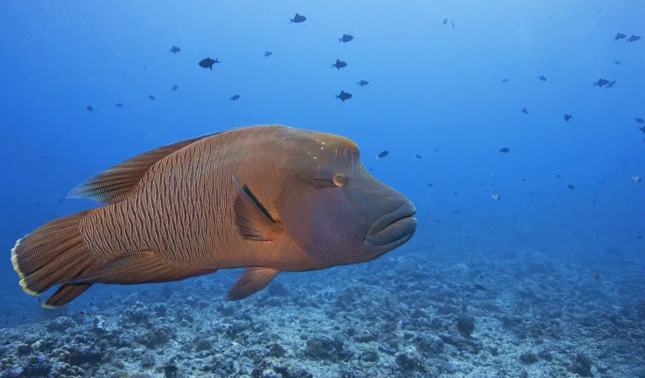 Incredible Animals That Can Gender-Switch