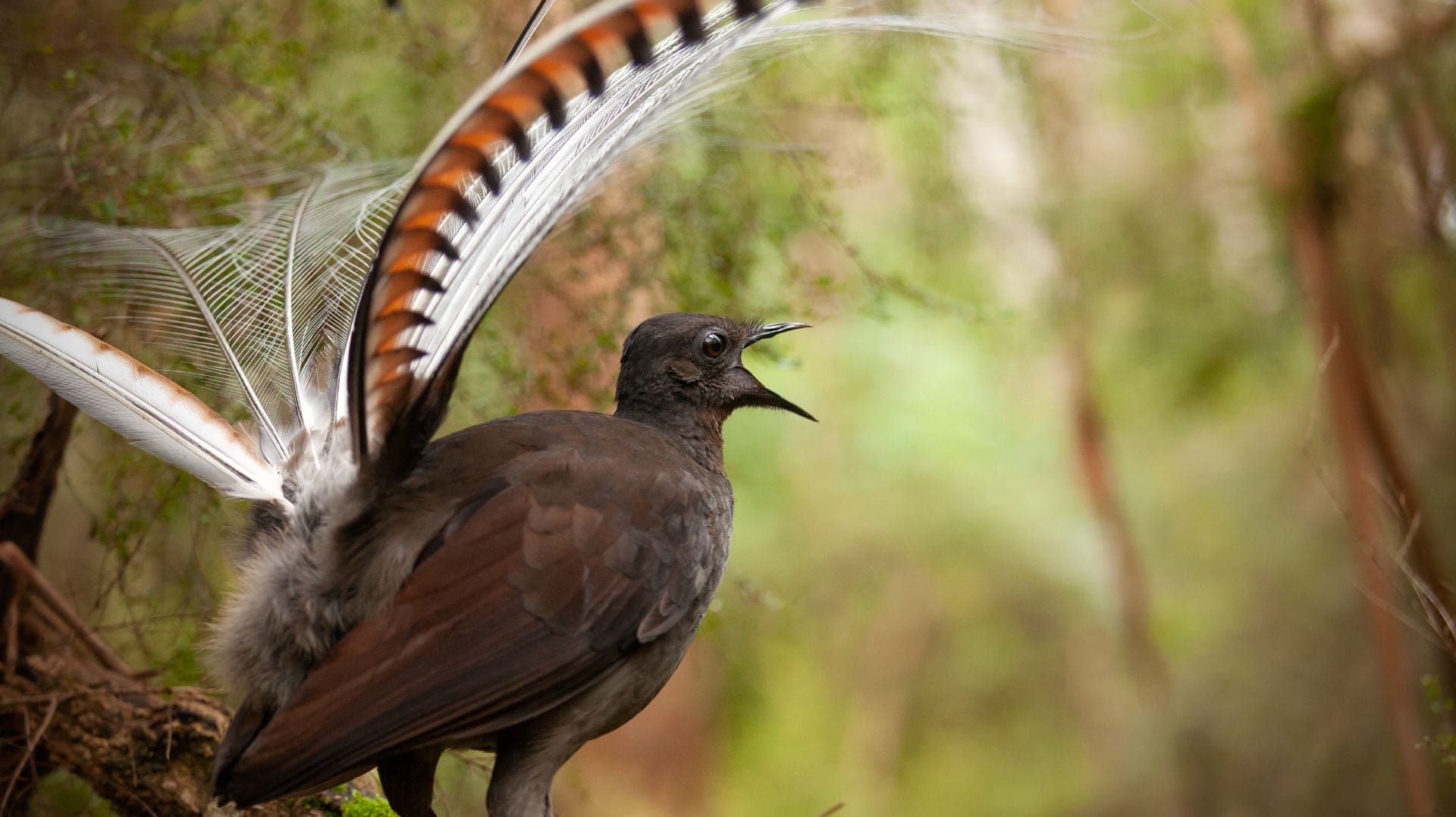 The Most Extreme Birds On The Planet