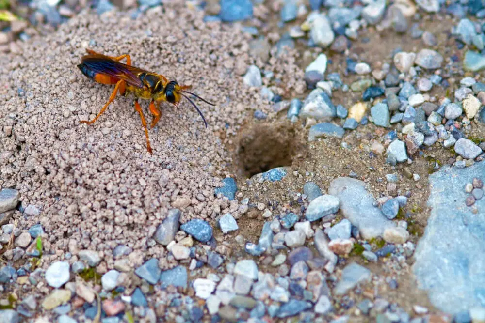 These Tool-Wielding Animals Are Entering the Stone Age