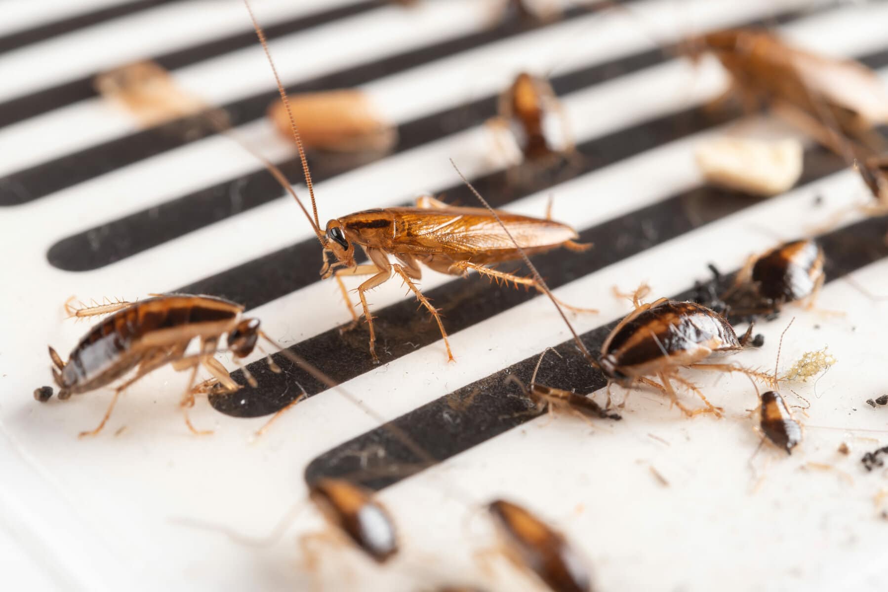 Cockroaches Are Now Immune to Insecticides, Making Them A Superbug