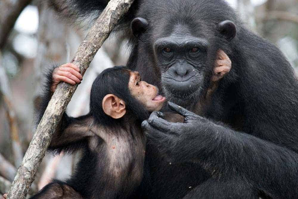 Jane Goodall Exhibit Showcases Her Contributions to Animals and the Earth