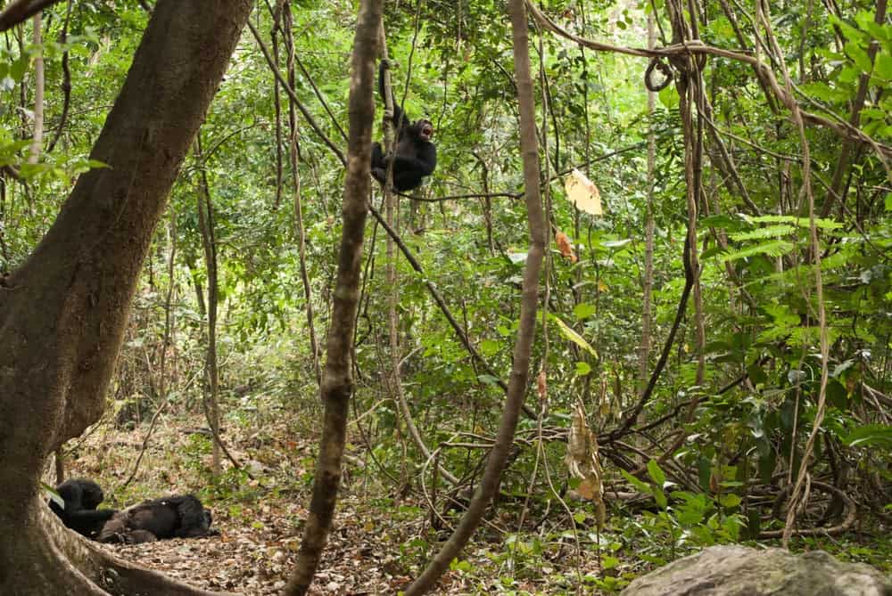 Jane Goodall Exhibit Showcases Her Contributions to Animals and the Earth