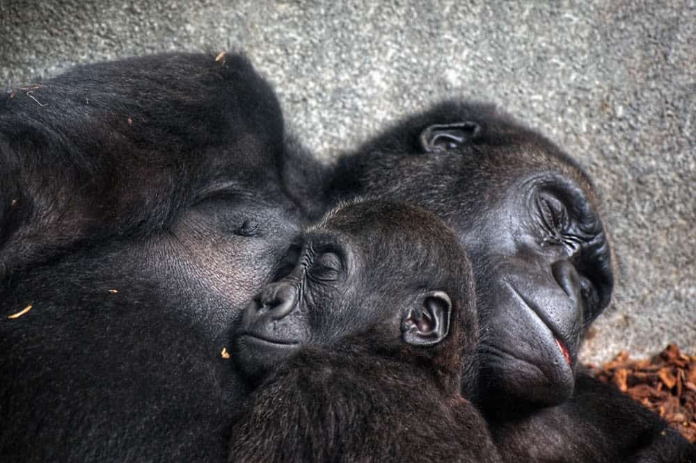 Jane Goodall Exhibit Showcases Her Contributions to Animals and the Earth