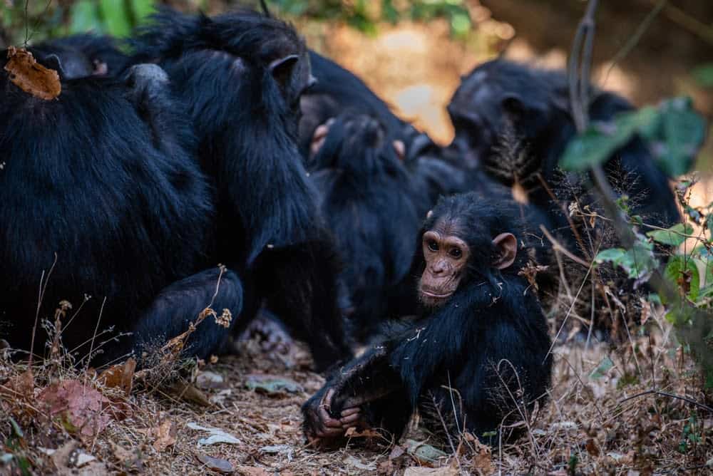 Jane Goodall Exhibit Showcases Her Contributions to Animals and the Earth