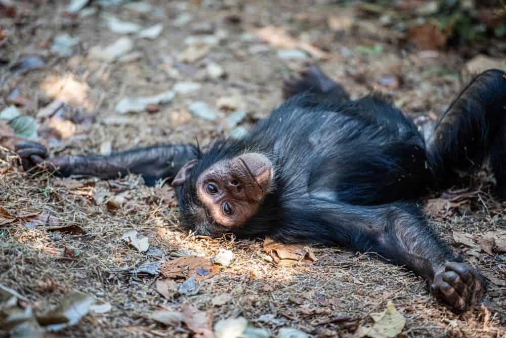 Jane Goodall Exhibit Showcases Her Contributions to Animals and the Earth