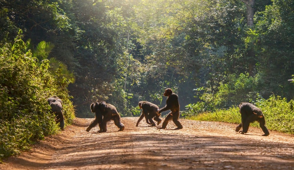 Jane Goodall Exhibit Showcases Her Contributions to Animals and the Earth