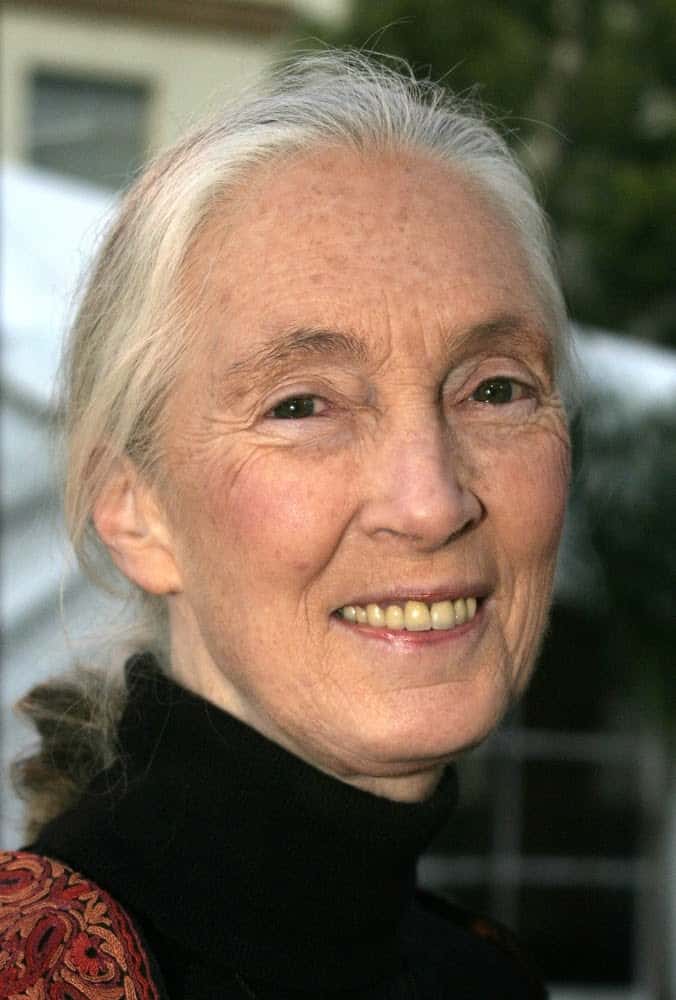 Jane Goodall Exhibit Showcases Her Contributions to Animals and the Earth