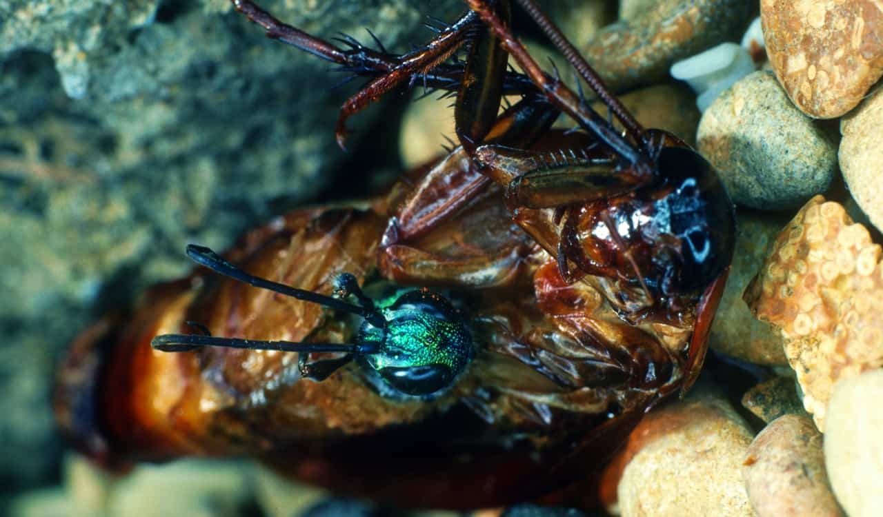 The World&#8217;s Creepiest Insects That Will Make Anybody&#8217;s Skin Crawl