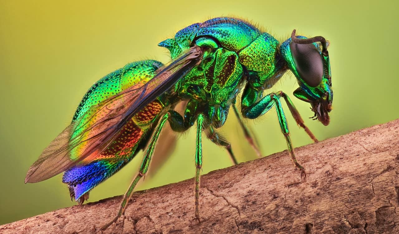 The World&#8217;s Creepiest Insects That Will Make Anybody&#8217;s Skin Crawl