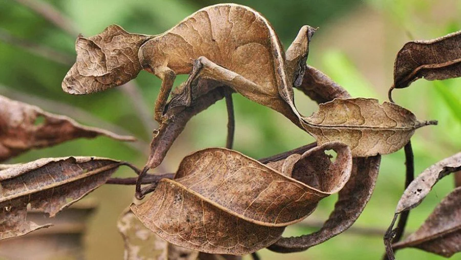 These Animals Have Mastered The Art Of Nature&#8217;s Camouflage