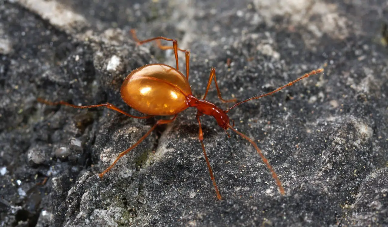 Creepy Animals That Evolved To Live In Caves