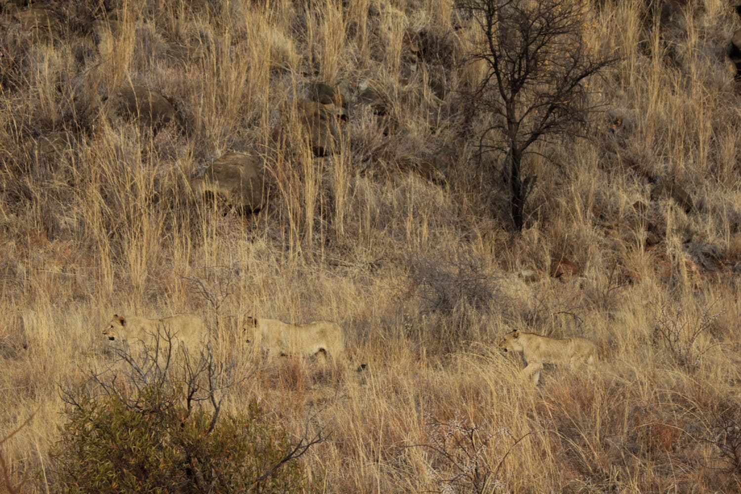 These Animals Have Mastered The Art Of Nature&#8217;s Camouflage