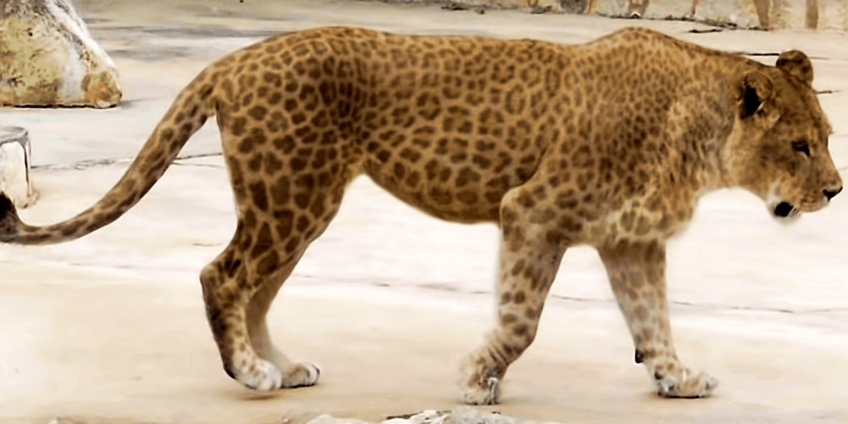 40 of the Most Impressive Predatory Cats in Nature