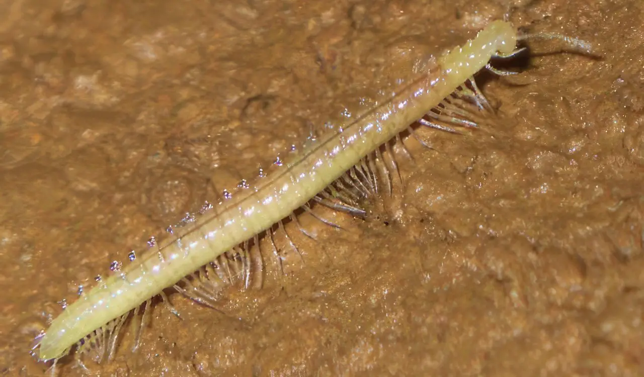 Creepy Animals That Evolved To Live In Caves