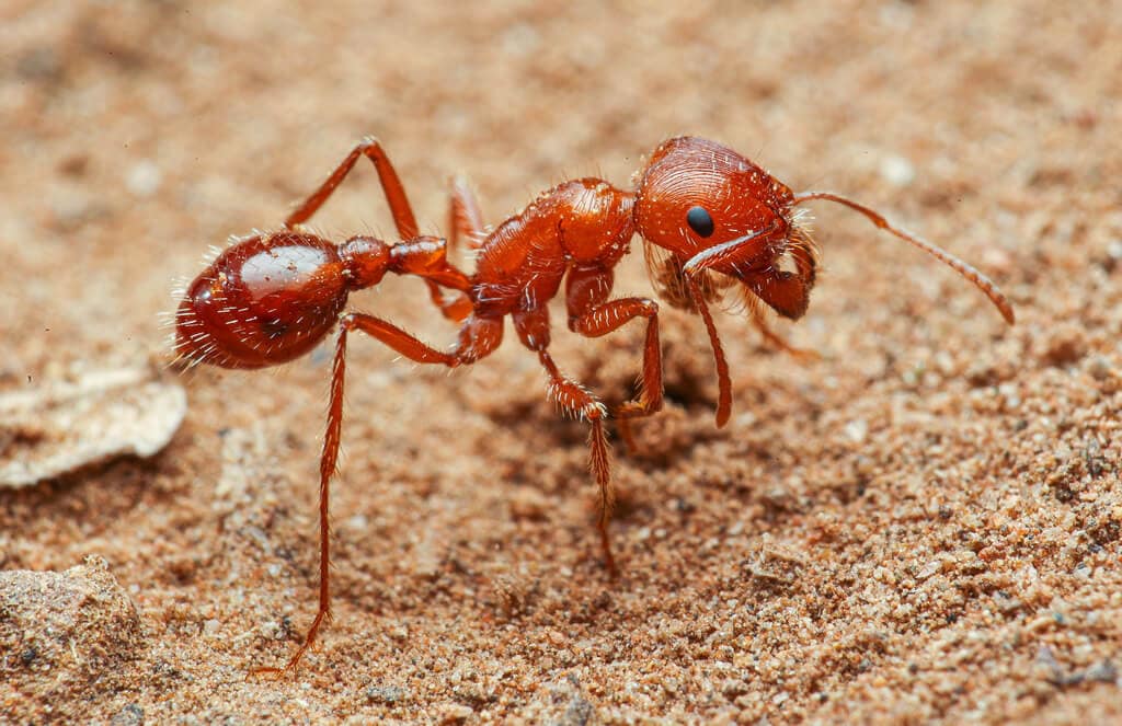 The World&#8217;s Creepiest Insects That Will Make Anybody&#8217;s Skin Crawl