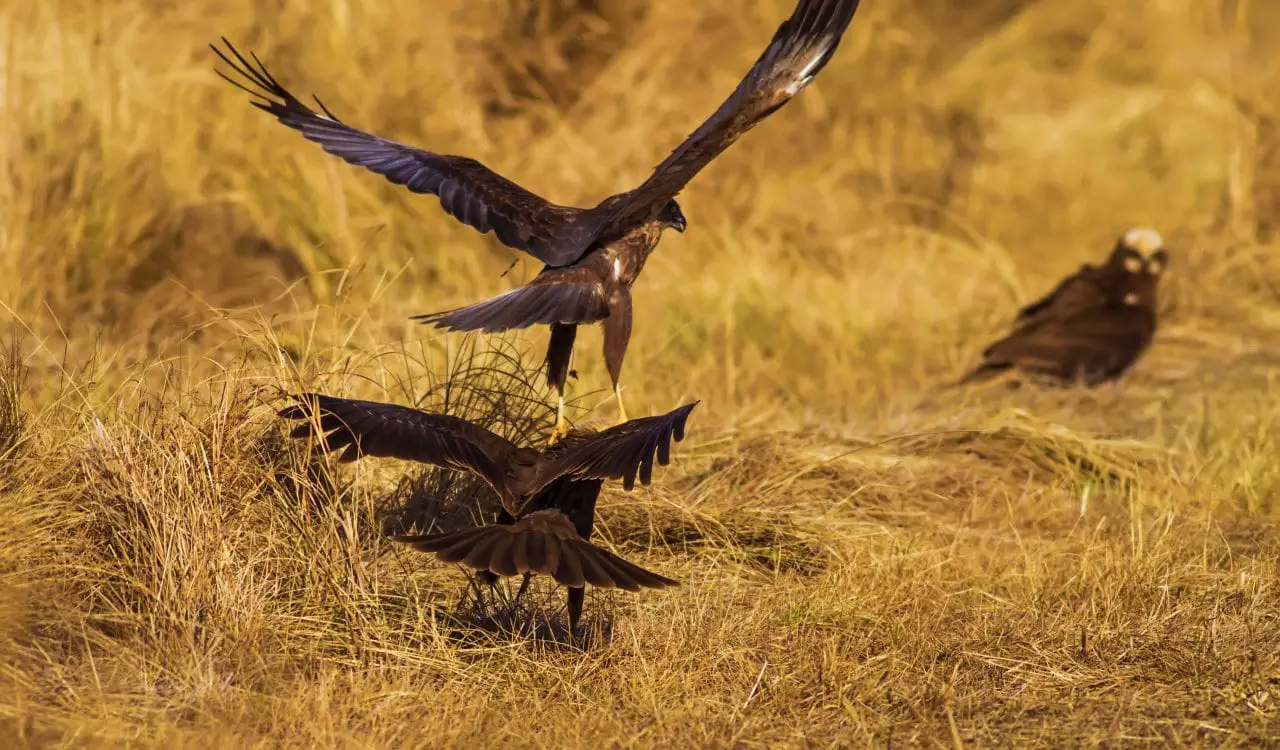 Incredible Animals That Can Gender-Switch