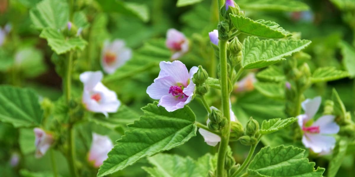 A Natural Science Enthusiast&#8217;s Guide to Medicinal Plants