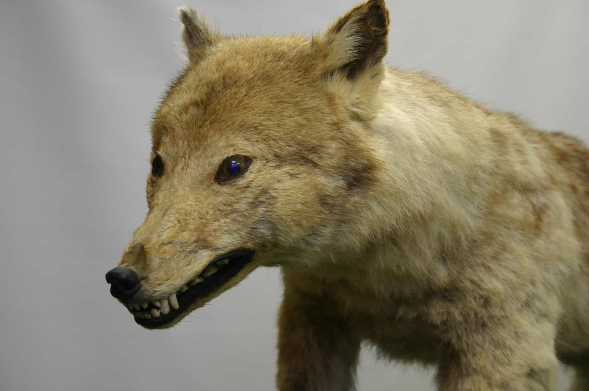 Extinct Animals Science Could Bring Back