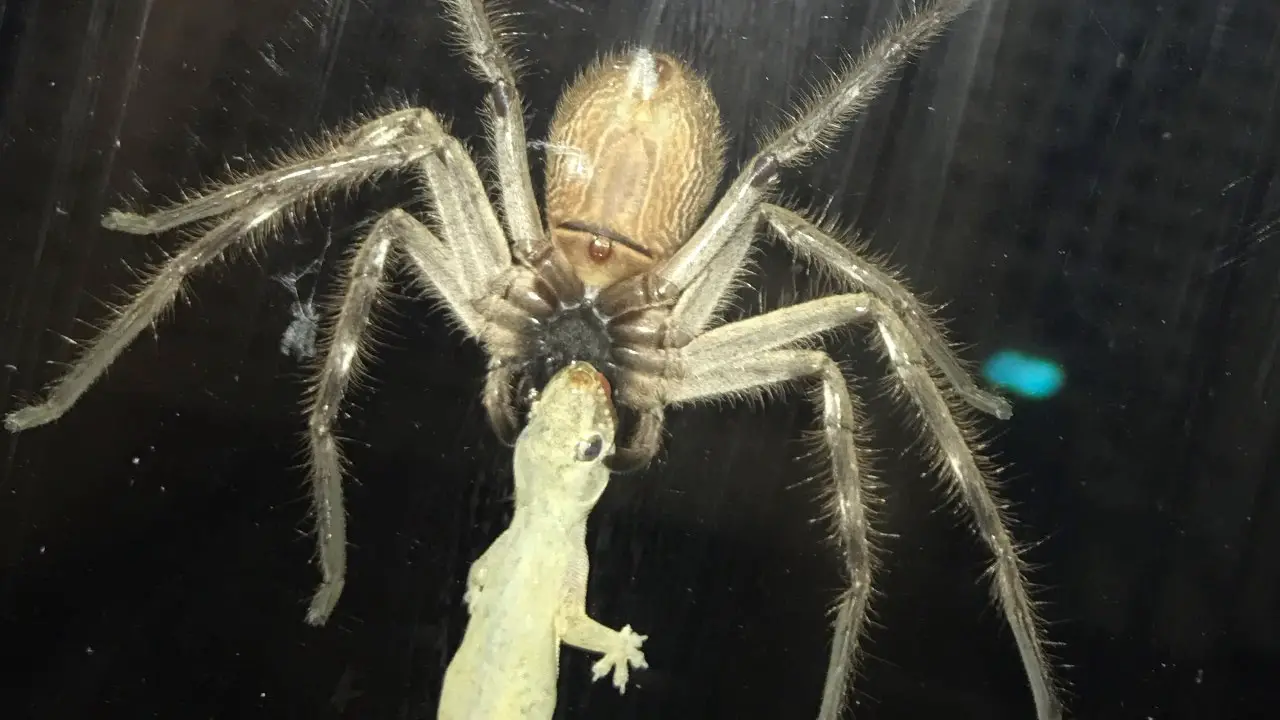 Scariest Spider Encounters That Will Make You Say &#8220;Burn It Down&#8221;