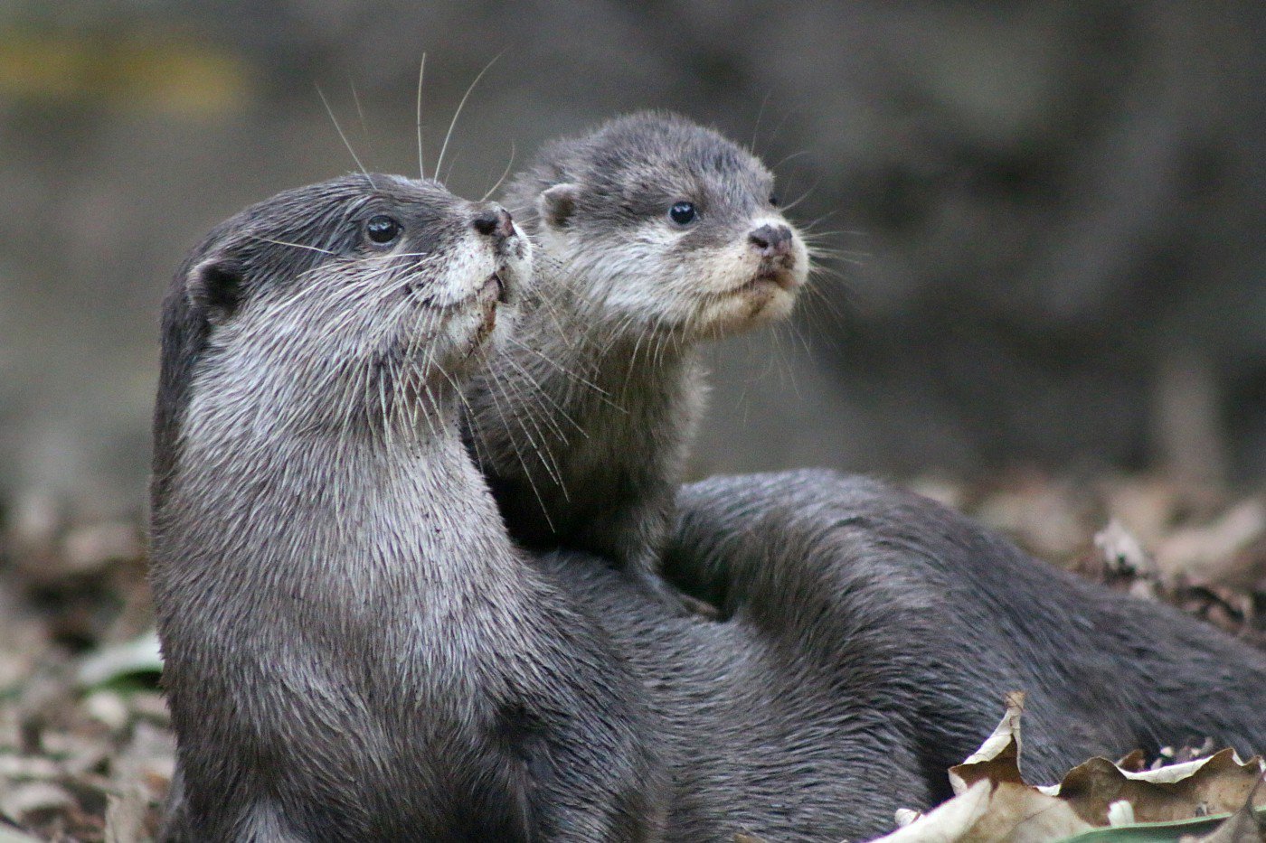 Heartwarming Otter Facts That Will Make Your Day A Little Brighter