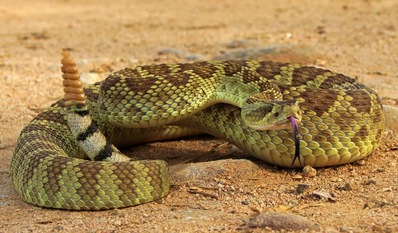 The Most Venomous Snakes On Planet Earth Today