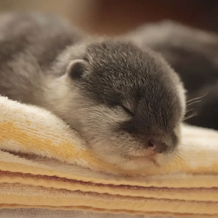 Heartwarming Otter Facts That Will Make Your Day A Little Brighter