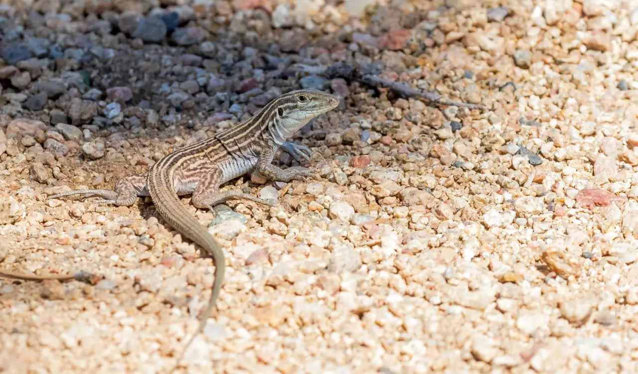 Incredible Animals That Can Gender-Switch