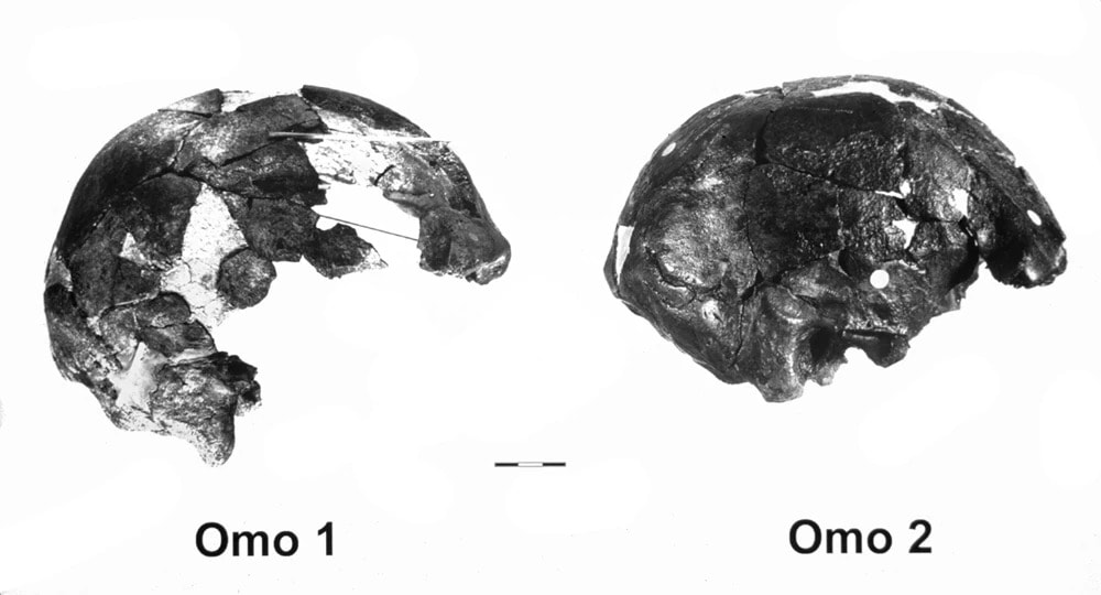 40 Fossil Finds Unearthed