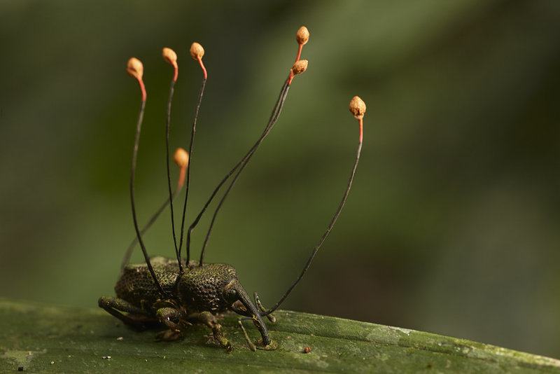 These Horrific Body-Snatching Parasites Will Make You Squirm