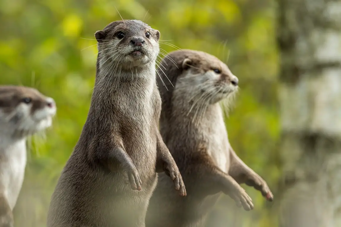 Heartwarming Otter Facts That Will Make Your Day A Little Brighter