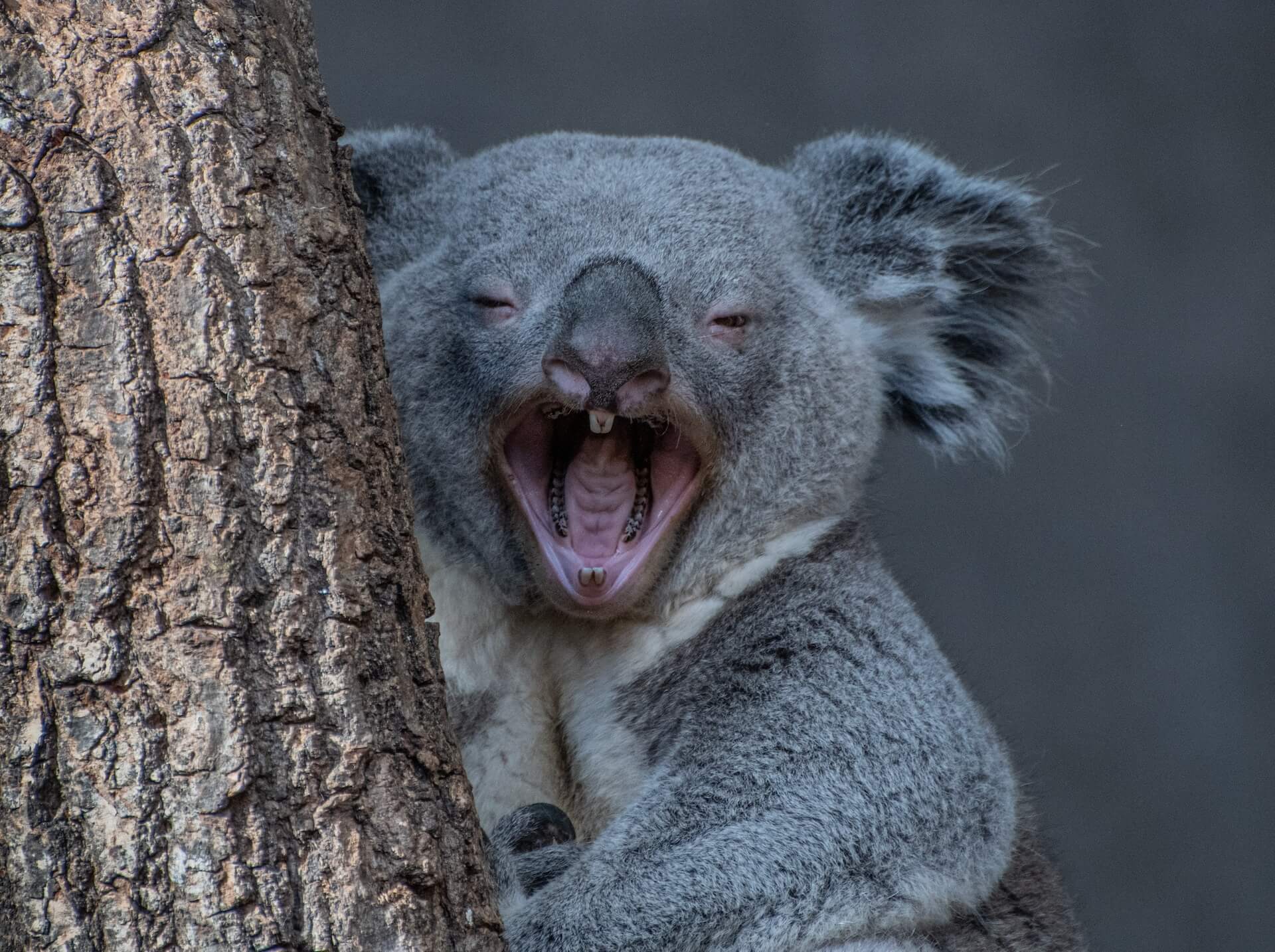 Times Koalas Were Anything But Cute