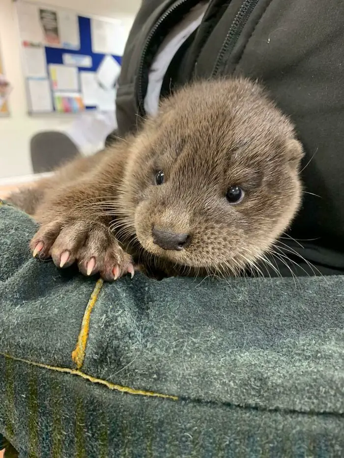 Heartwarming Otter Facts That Will Make Your Day A Little Brighter