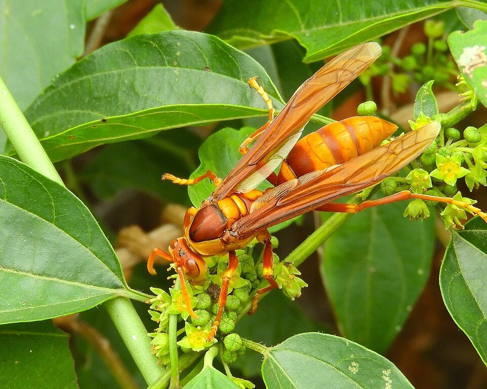 The World&#8217;s Creepiest Insects That Will Make Anybody&#8217;s Skin Crawl