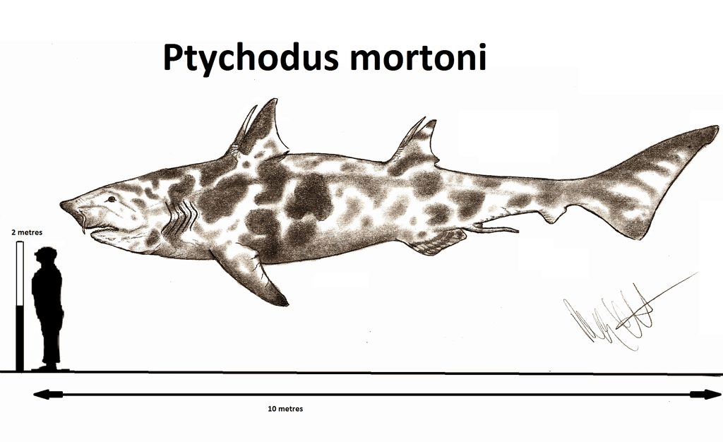 A List of Ancient Sharks from Small to Scary