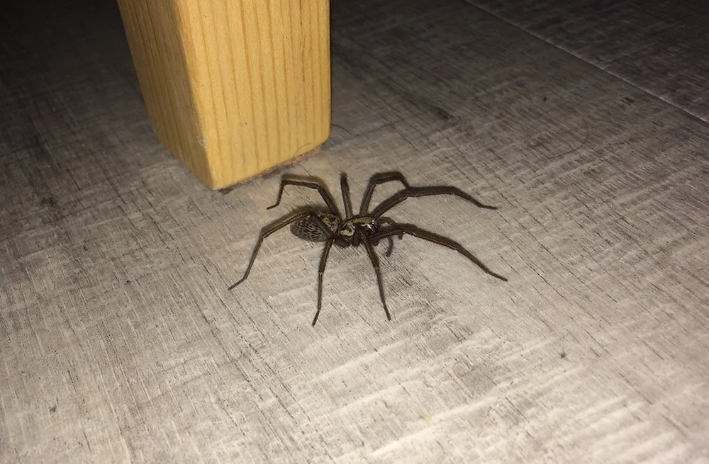 Scariest Spider Encounters That Will Make You Say &#8220;Burn It Down&#8221;