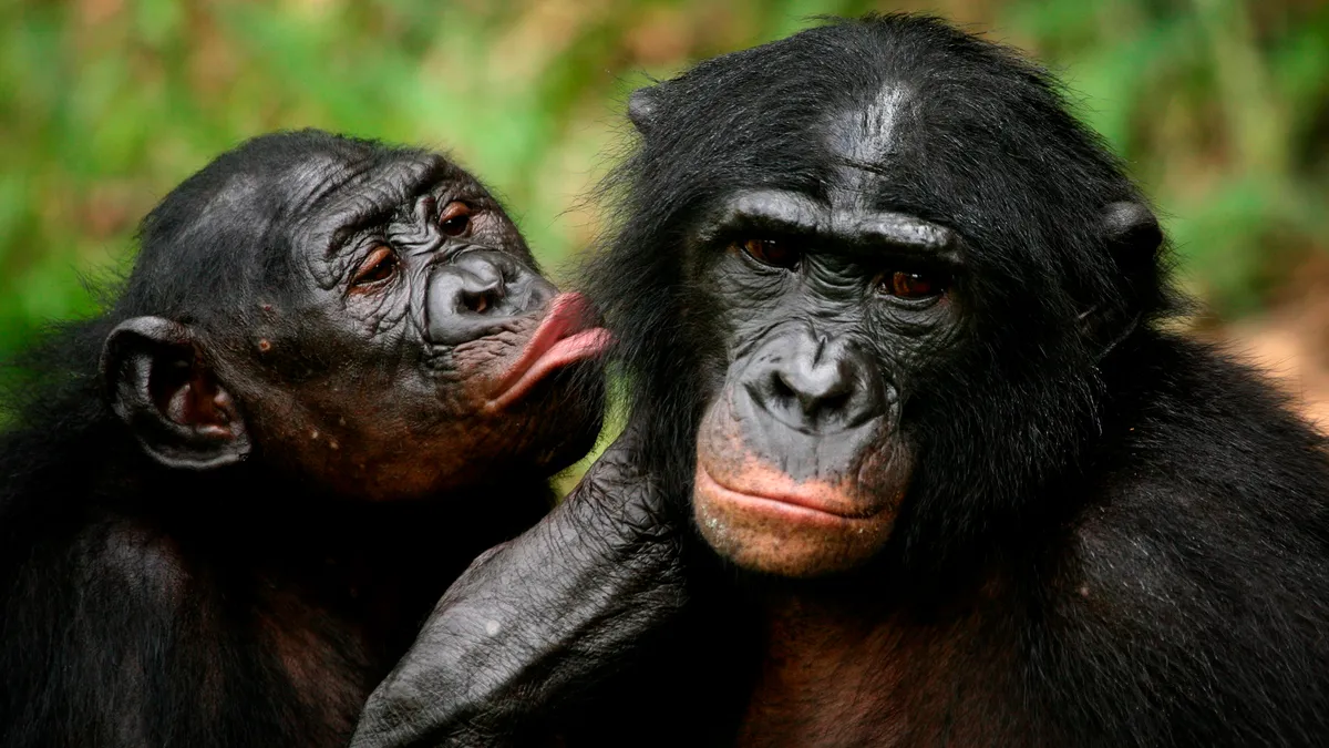 Brutal Facts About Chimpanzees