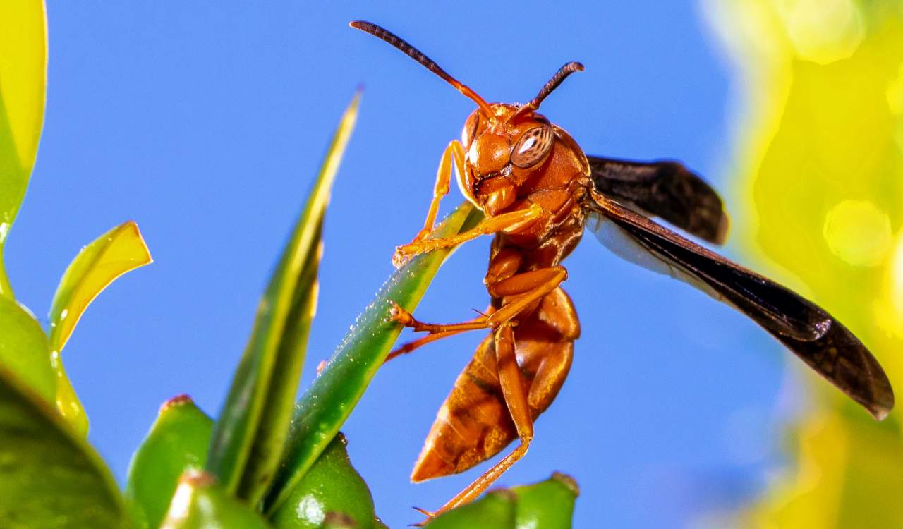 The World&#8217;s Creepiest Insects That Will Make Anybody&#8217;s Skin Crawl