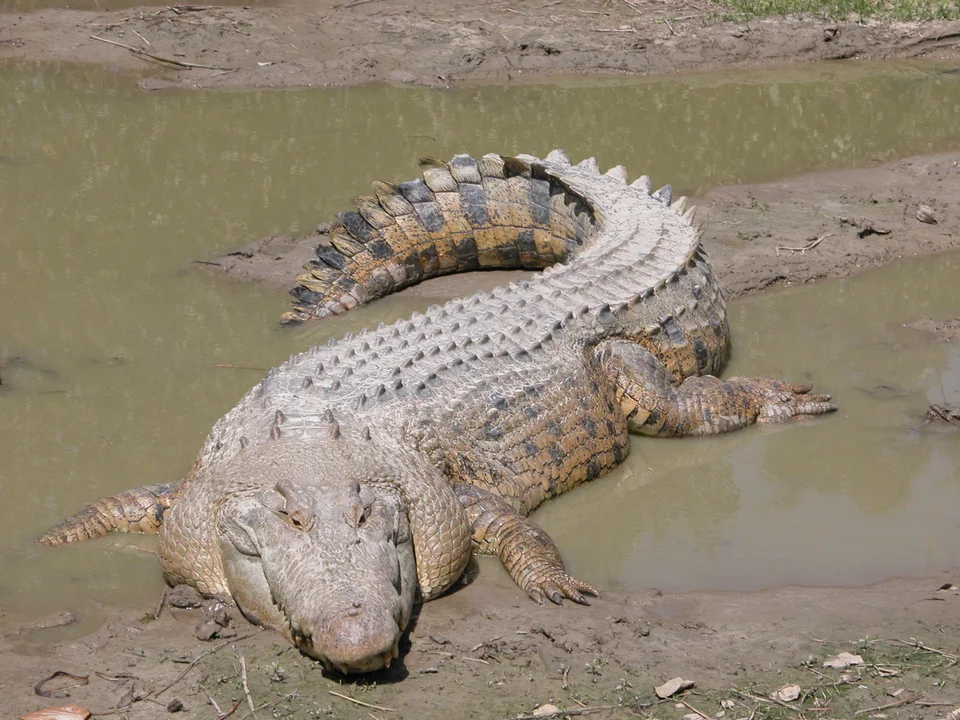 Why Saltwater Crocodiles Are The Scariest Reptile Alive