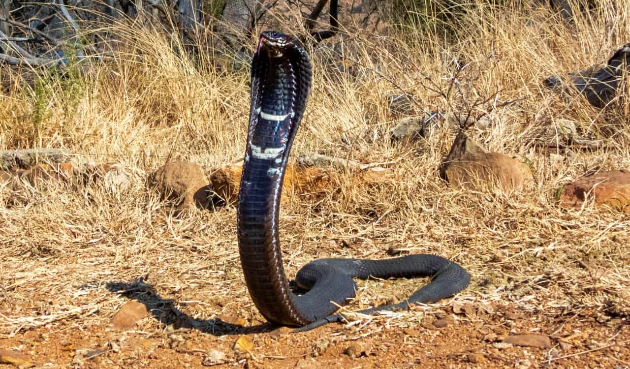 The Most Venomous Snakes On Planet Earth Today