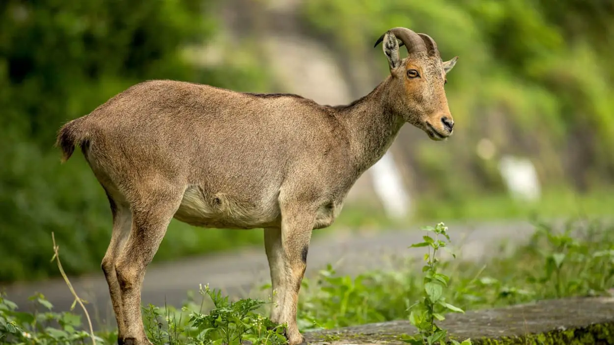 These Animal Species Don&#8217;t Live Near Each Other But Are Eerily Similar