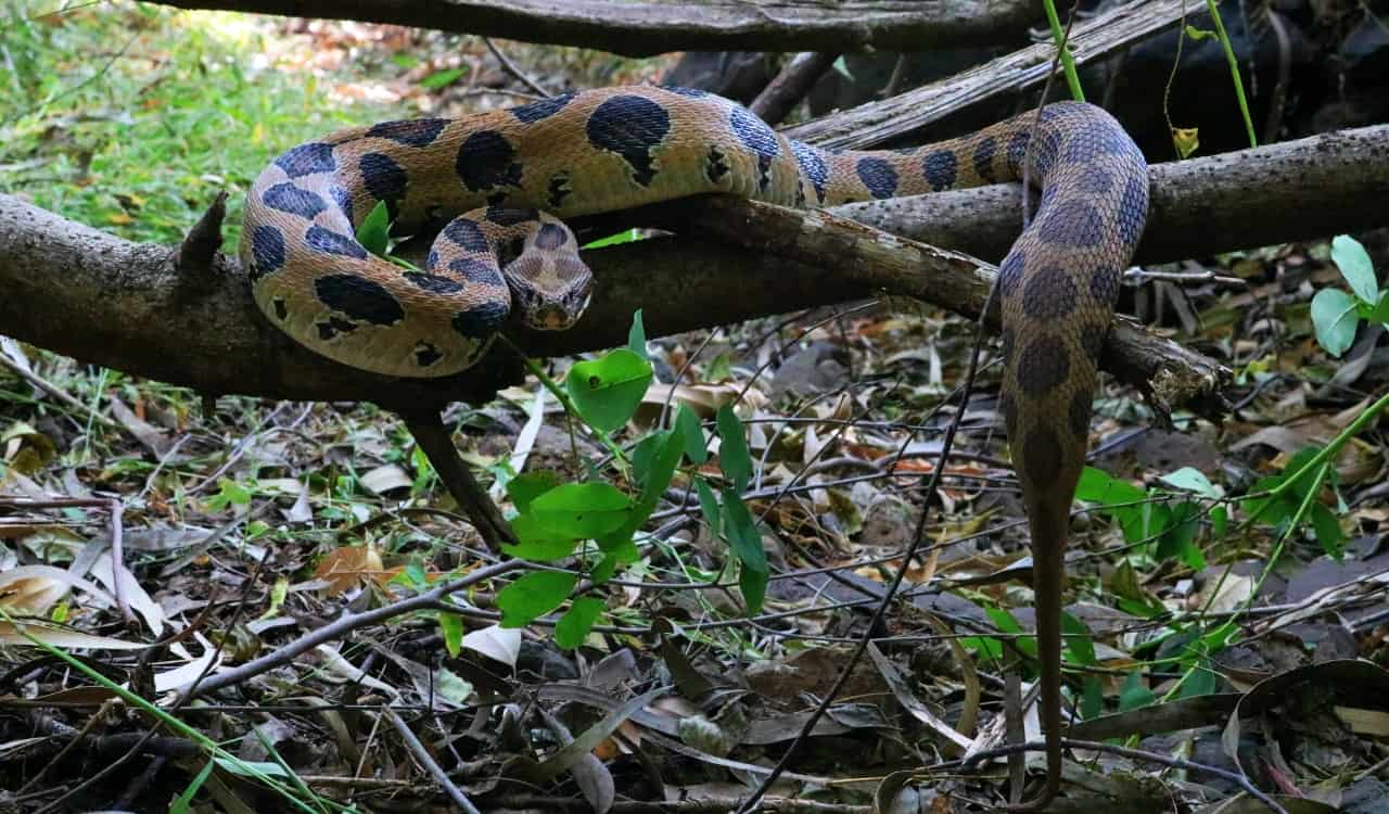 The Most Venomous Snakes On Planet Earth Today