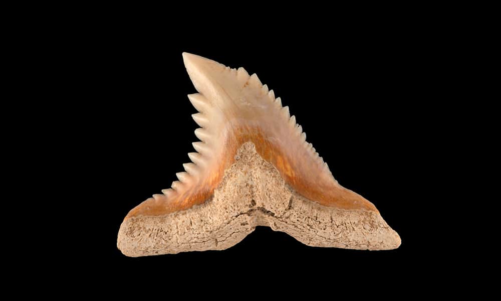 A List of Ancient Sharks from Small to Scary