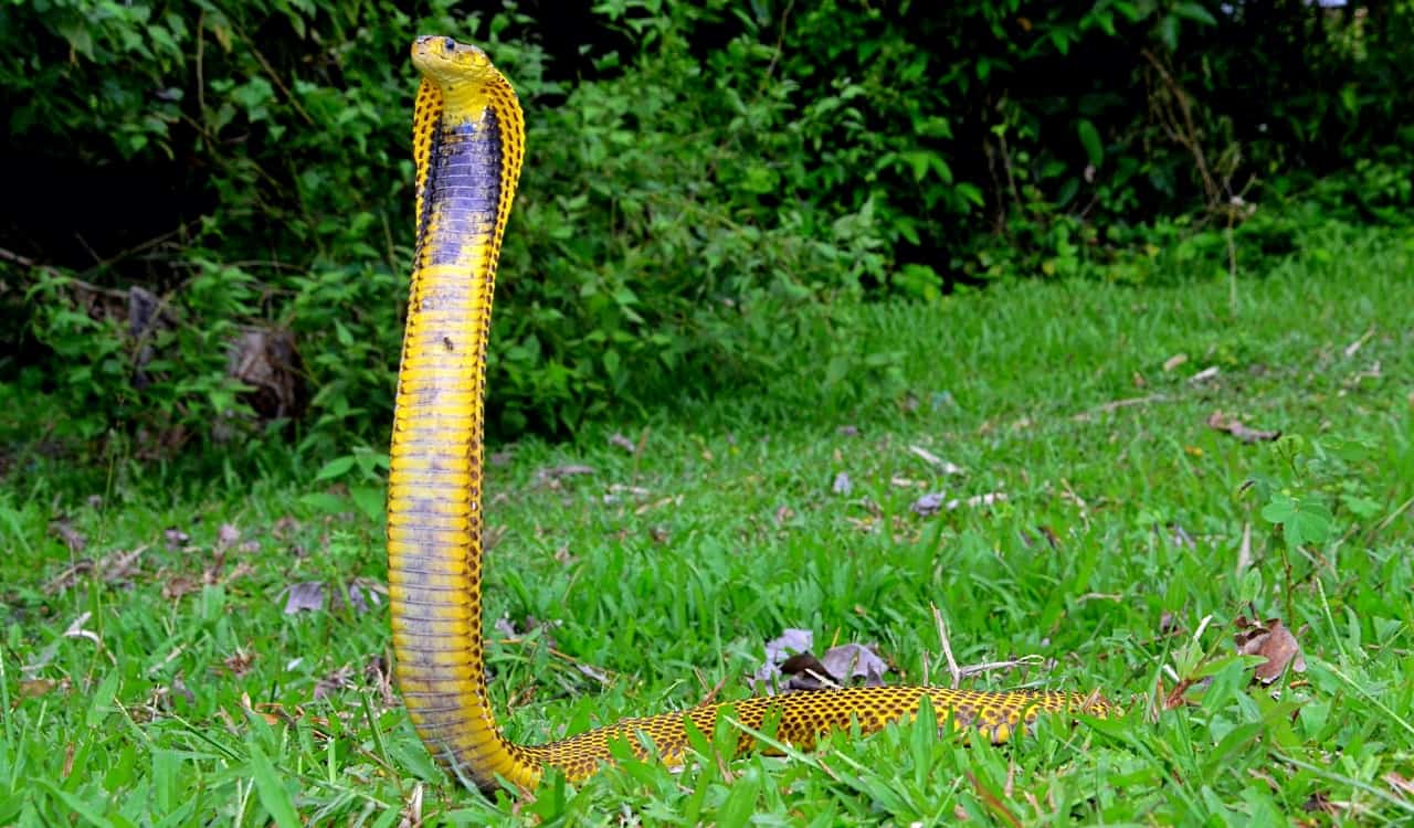 The Most Venomous Snakes On Planet Earth Today