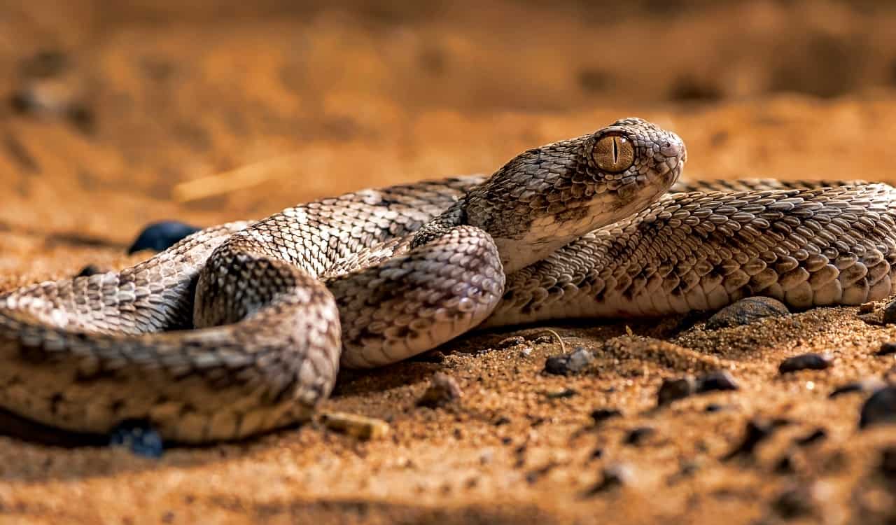 The Most Venomous Snakes On Planet Earth Today