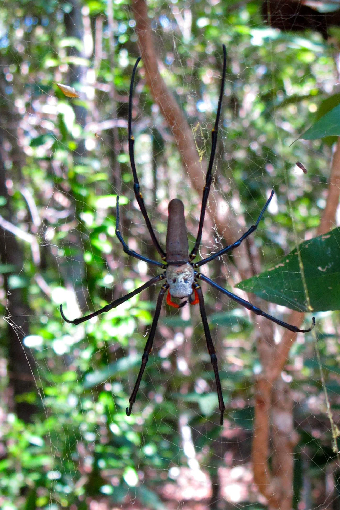 Scariest Spider Encounters That Will Make You Say &#8220;Burn It Down&#8221;