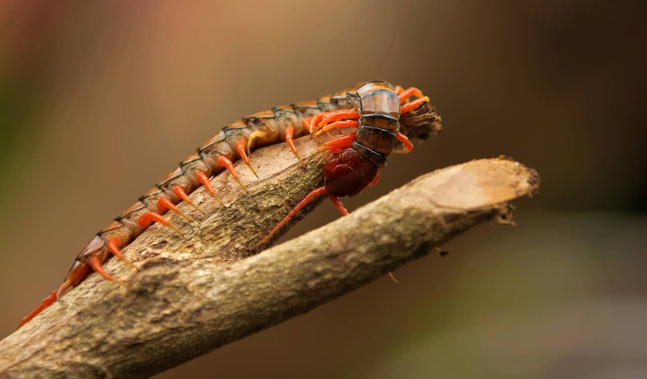 The World&#8217;s Creepiest Insects That Will Make Anybody&#8217;s Skin Crawl